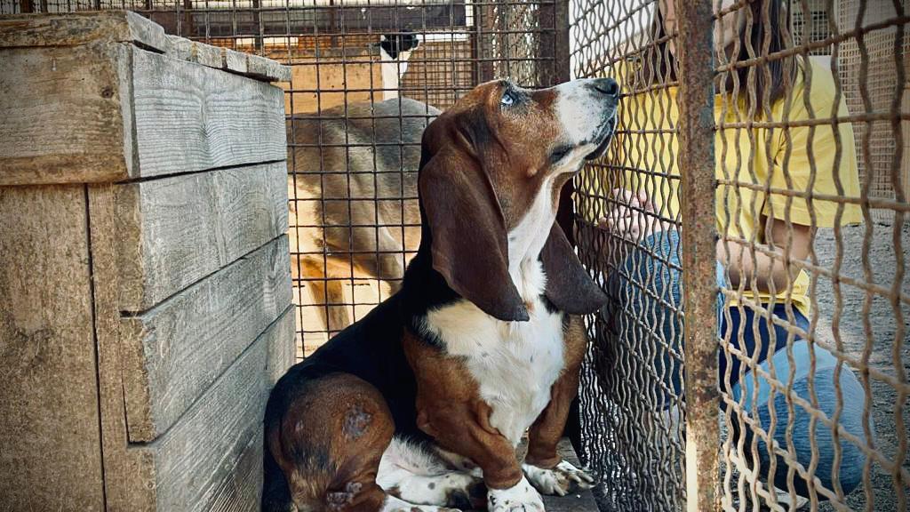 Basset (5).jpeg